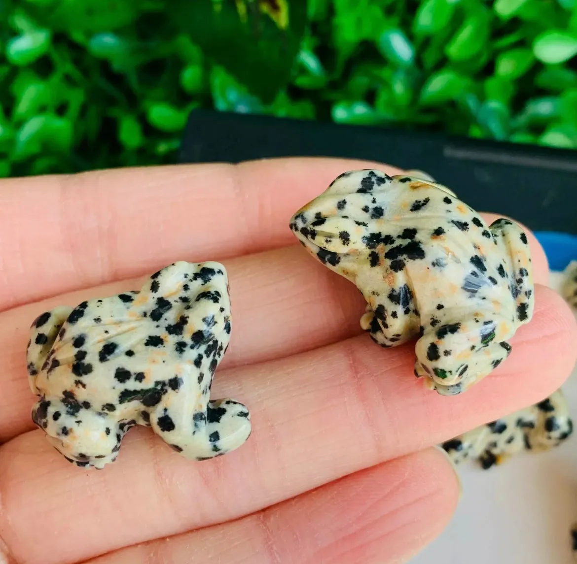 Natural Dalmatian Jasper Frog