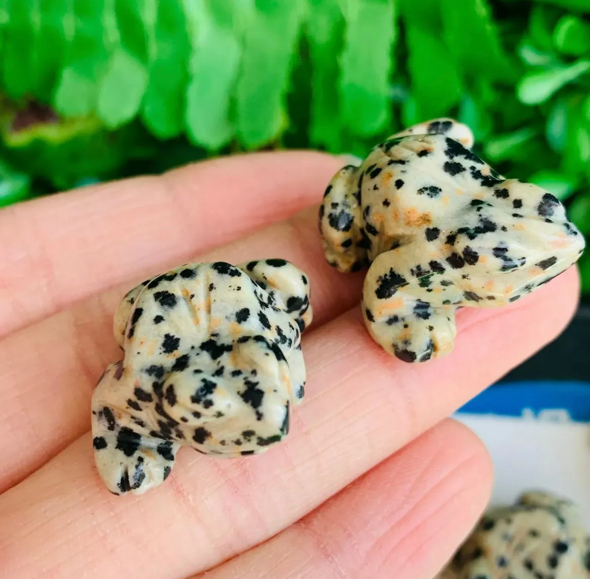 Natural Dalmatian Jasper Frog