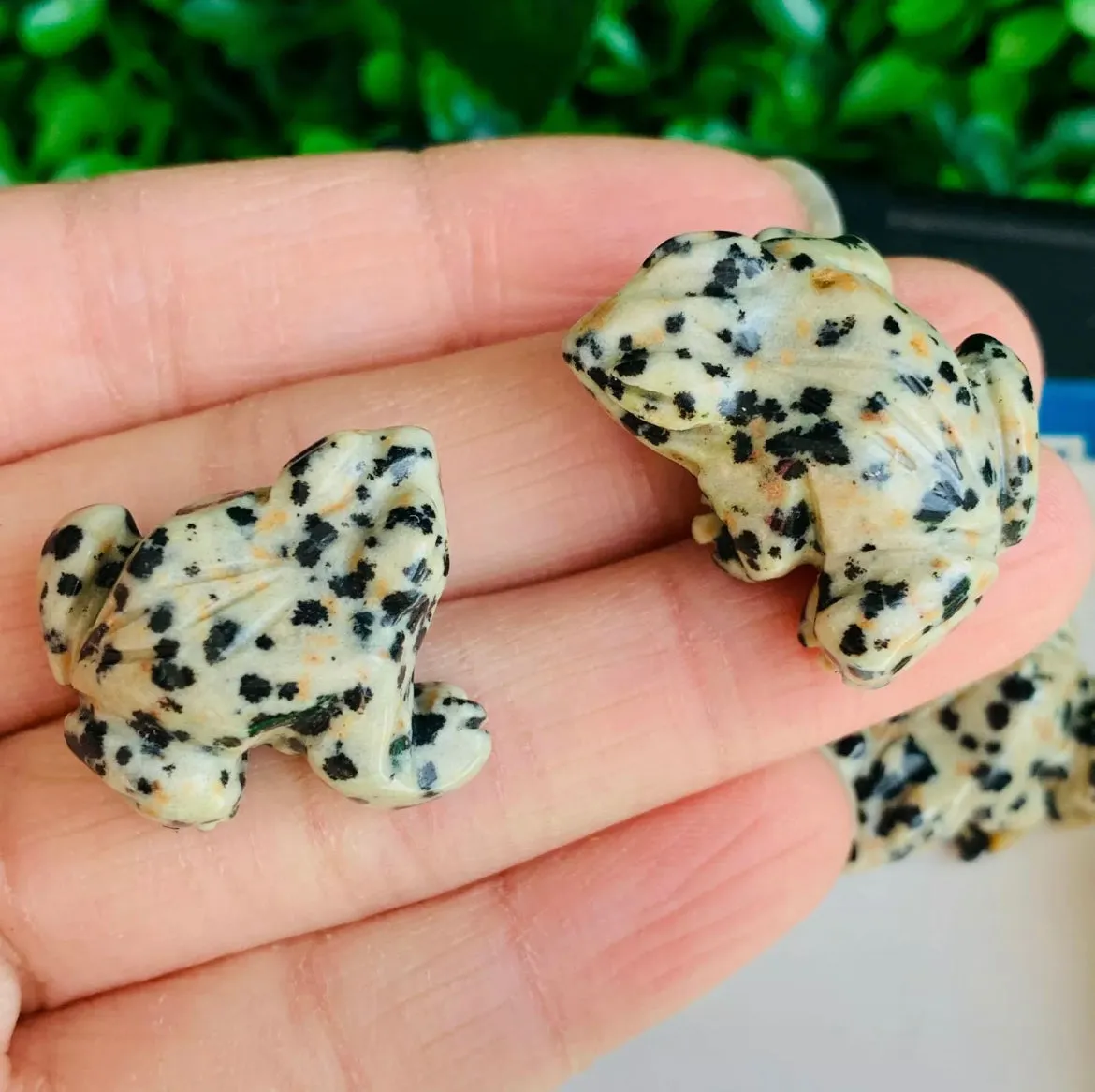 Natural Dalmatian Jasper Frog